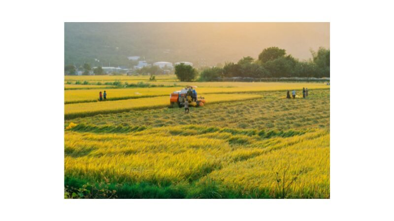 精米に関わる原料搬入・製品梱包